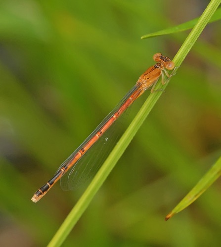 Female
2012_04_27_Fannin